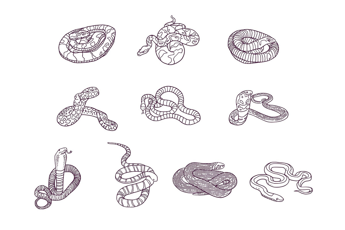 Snake Breeds Hand Drawn Illustration, an Animal Illustration by SLAB! Design (Photo 2 of 3)