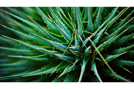 thorn plant macro background texture, a Nature Photo by pikepicture