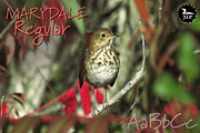 Marydale Regular, a Script Font by Three Islands Press (Thumbnail 1 of 5)