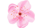 Realistic Japanese sakura blossom, an Object Illustration by Yayasya (Thumbnail 2 of 3)