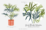 House Plants Collection, a Graphic by SmallHouseBigPony (Thumbnail 14 of 18)
