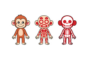 Cute Monkey Anatomy Illustration Set