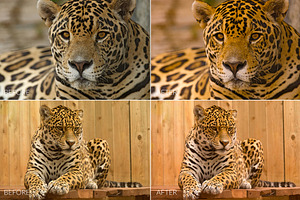 Felines Lr Presets