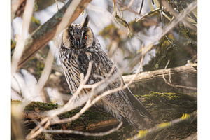 Long-eared Owl camouflaged in bare, an Animal Photo by Fascinadora