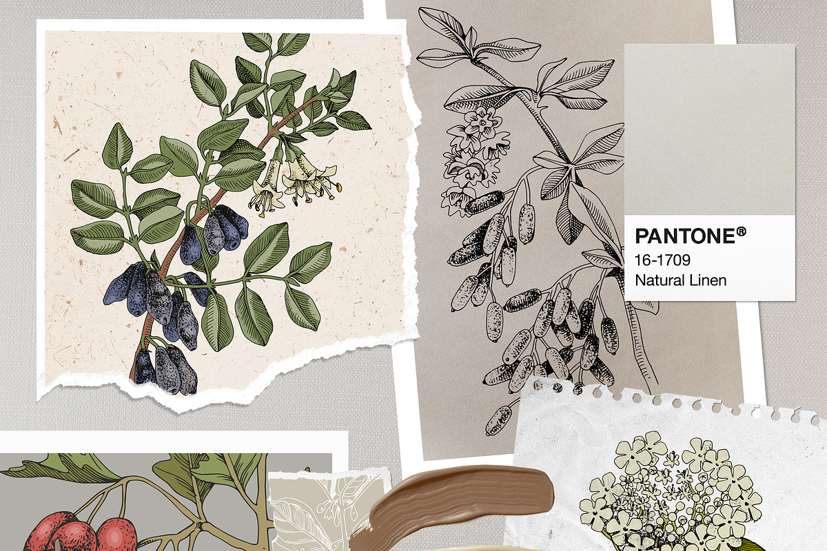 Medicinal plants collection, a Healthcare Illustration by handsketched (Photo 2 of 9)