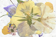 Pale Side: Papers, Flowers & Traces, an Object Graphic by Purple (Thumbnail 7 of 16)