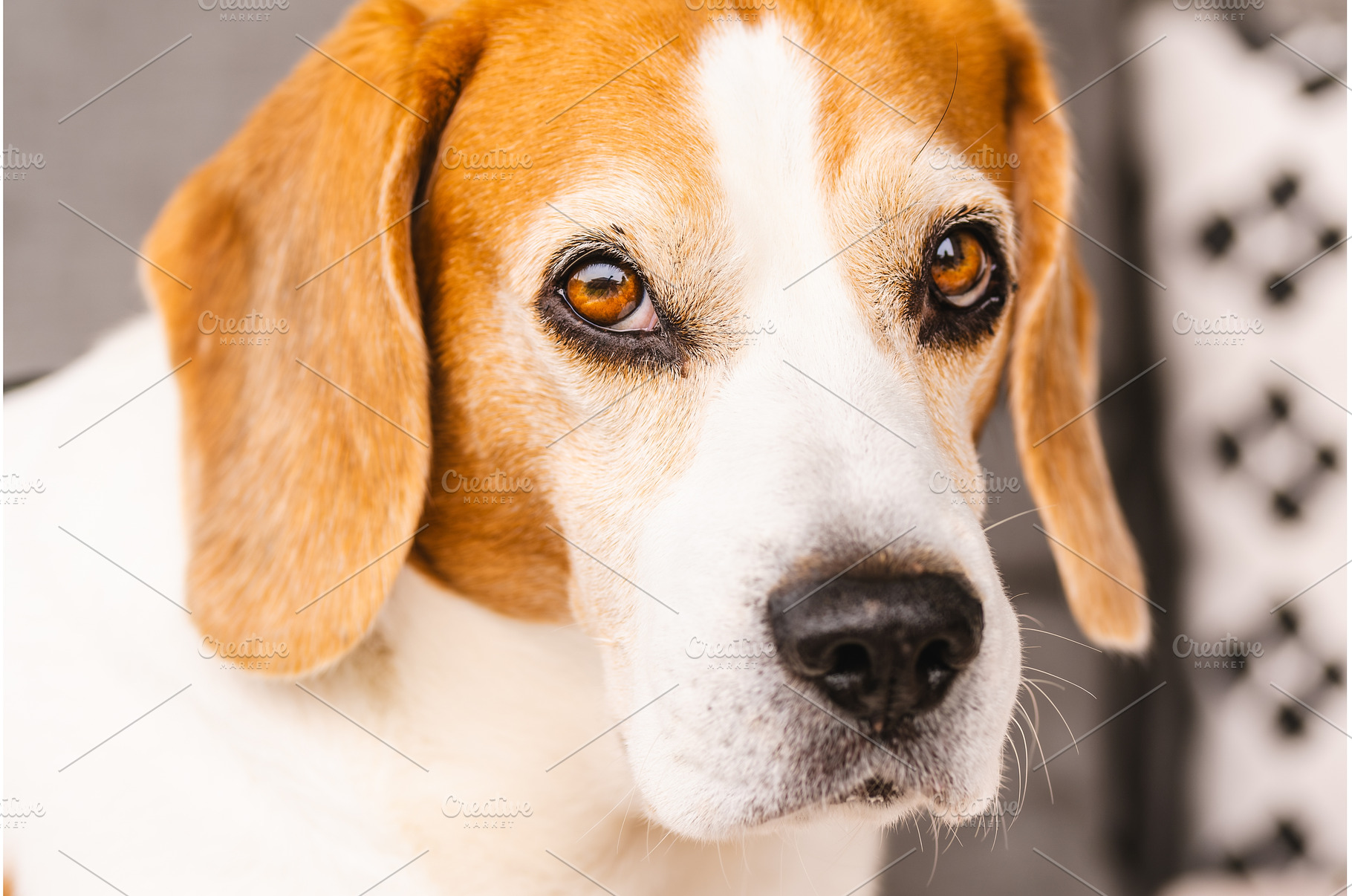 Beagle purebred dog close-up, an Animal Photo by MadPhotos