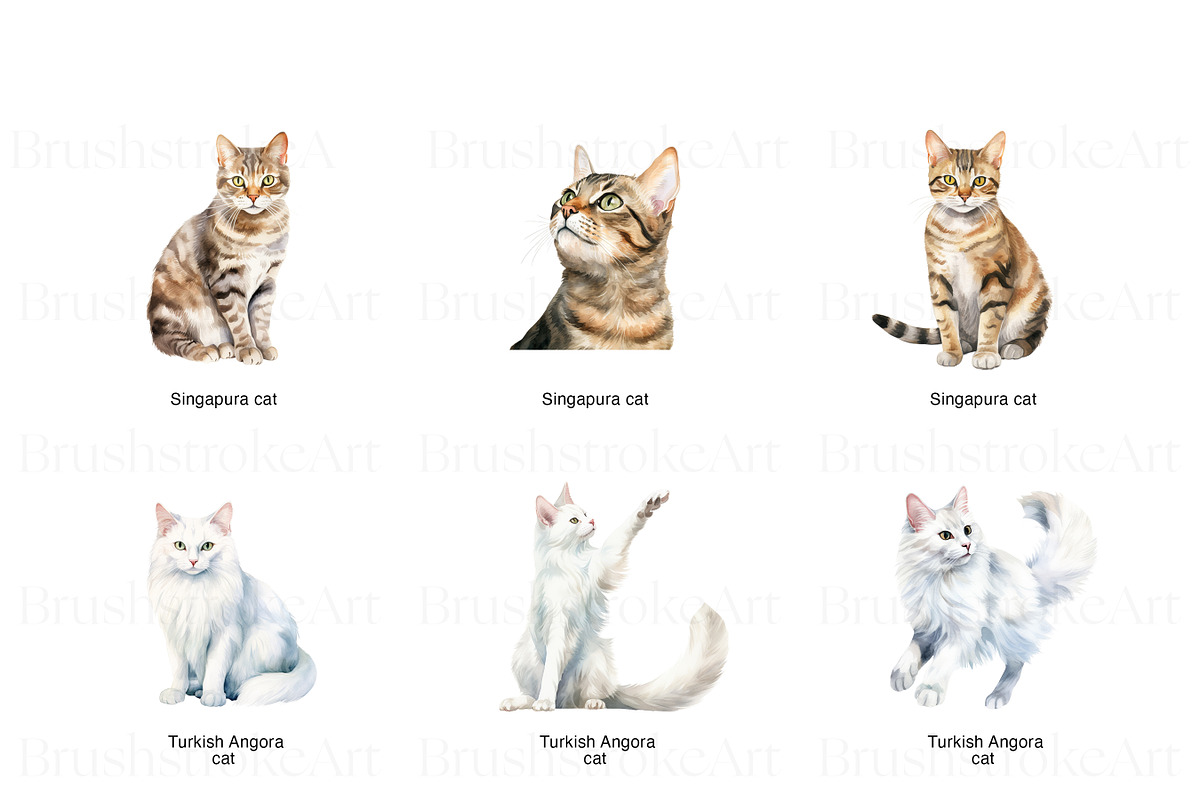 Purebred Cats Clipart, Cat Breeds, an Animal Illustration by BrushstrokeArtGB (Photo 4 of 9)