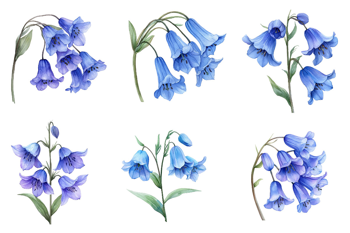 Watercolor Bluebell Flower Clipart, an Illustration by Dream Creation (Photo 5 of 7)