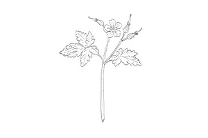 Herb Robert Wild Plant Drawing