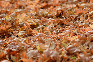 Yellow dry maple leaves on the ground in a city park, a Nature Photo by ndanko