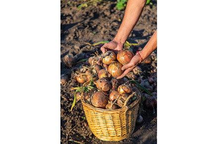 Onion harvest in the garden in the, a Food & Drink Photo by yanadjana