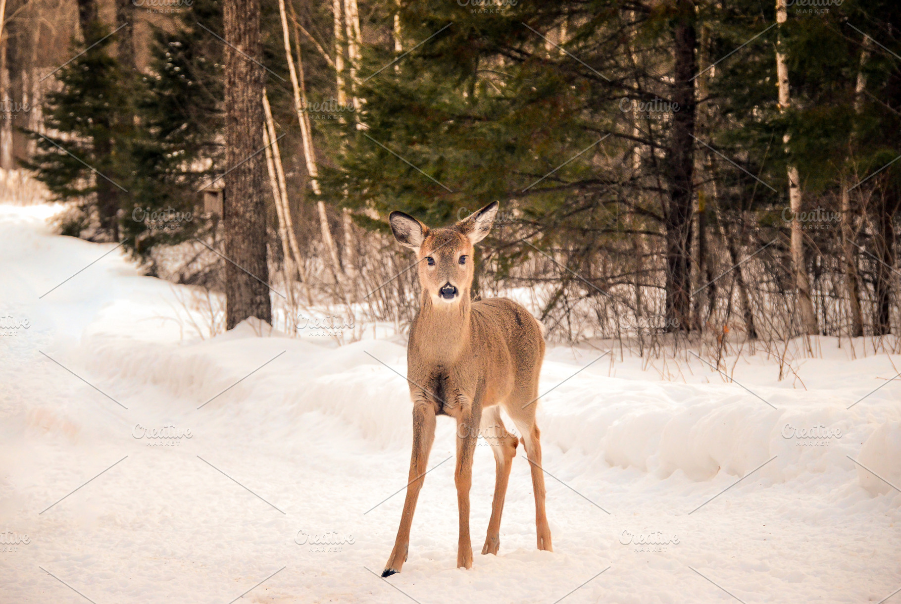 White tailed deer in winter featuring deer, animals, and white tails, an Animal Photo by Vanilla Extinction