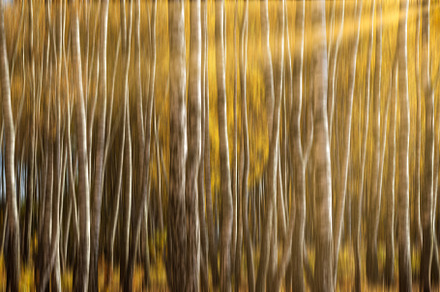 Autumn birch forest with sunshine., a Nature Photo by Eugene_Photo