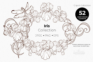 Iris Botanical Line Floral Vector