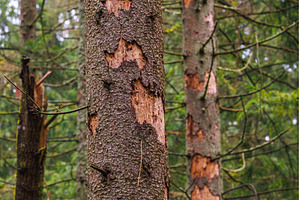 Damage of n spruce tree by European, an Animal Photo by Lukas Jonaitis SHOP