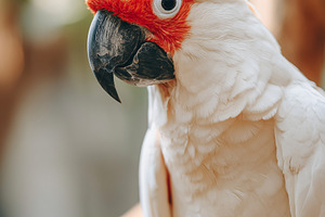 White cockatoo portrait with a red, an Animal Photo by MistyDay