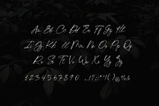 Chick Budapest Signature Font, a Script Font by UICreative (Thumbnail 5 of 5)