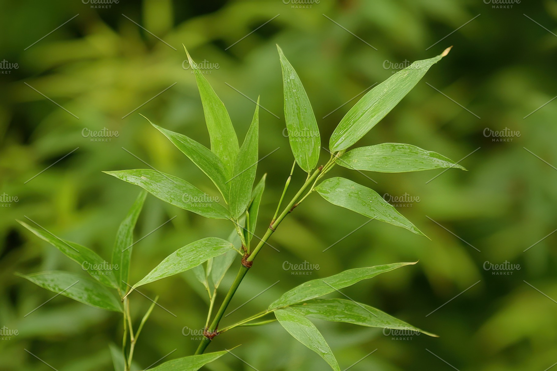 Vibrant green bamboo leaves standing, a Photo by Iftikhar Alam