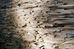 Drift Wood, a Background Photo by THP Creative