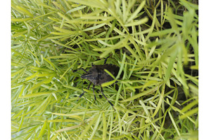 stink bug on asparagus fern leaves, an Animal Photo by LogosDen