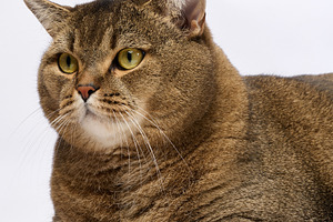 Portrait of an adult straight-eared gray purebred cat on a white, an Animal Photo by ndanko