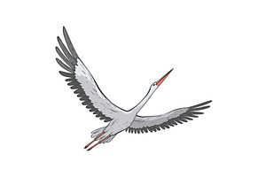 Crane bird in realistic style, an Animal Illustration by Things for designers