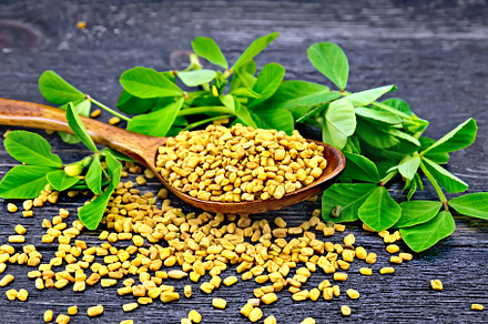 Fenugreek with leaf in spoon