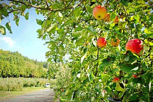 Ripe red apples hanging from trees in orchard during harvest sea, a Photo by salmon.black