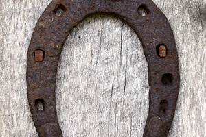 Rusty horseshoe, an Animal Photo by BOOCYS