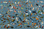 1150 Vintage Bird Illustratins, an Animal Illustration by Lilithcollageart (Thumbnail 7 of 10)