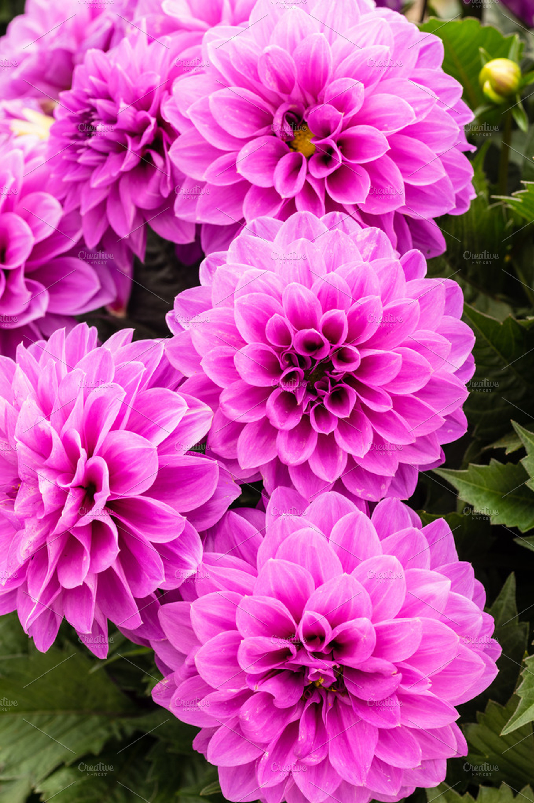 Purple Dahlia Flowers In Bloom