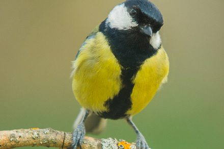 Parus major stock photo containing animal and background preview 6