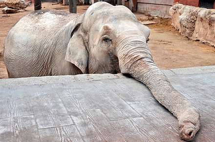 An elephant with his trunk