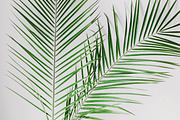 Modern & Fresh Palm Leaves, an Arts & Entertainment Photo by Light & Grace (Thumbnail 2 of 2)