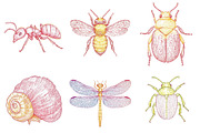 Hand Drawn Insects and Bugs Clipart, a Seasonal Illustration by CitraGraphics (Thumbnail 4 of 6)