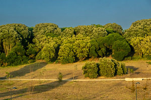 Frontal view of rolling green hills with clusters of tall trees, a Nature Photo by DanFLCreativo