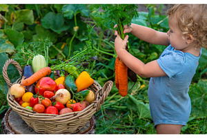 A child with a harvest of vegetables, a Food & Drink Photo by yanadjana