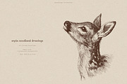 Sepia Woodland Drawings, an Animal Illustration by PeDe Designs (Thumbnail 2 of 15)