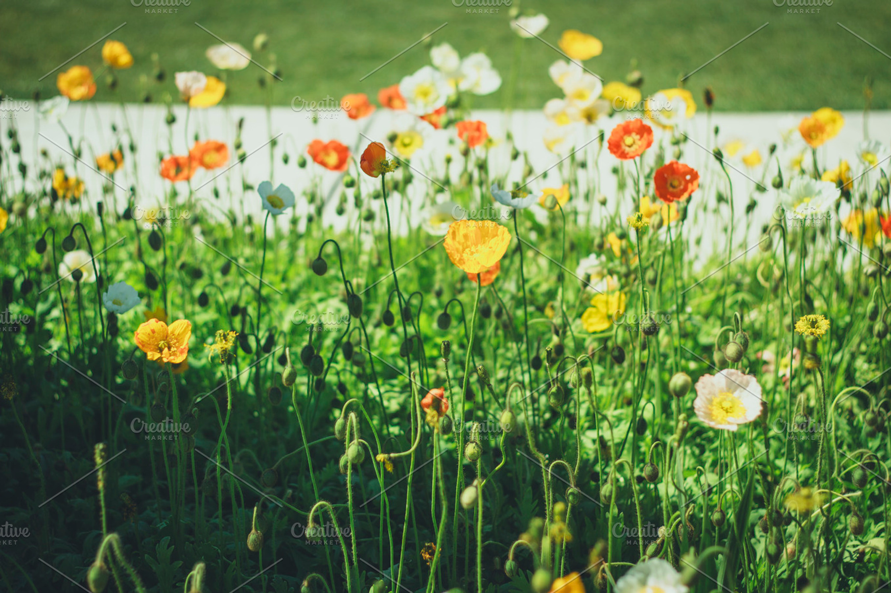 Poppy flowers containing a field of orange, yellow, and white poppies