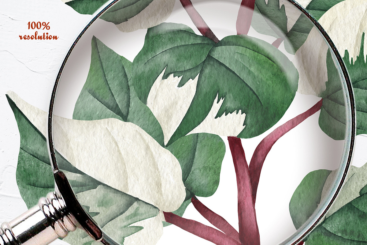 Philodendron Plans Watercolor Set, a Decorative Illustration by BarvArt (Photo 7 of 7)