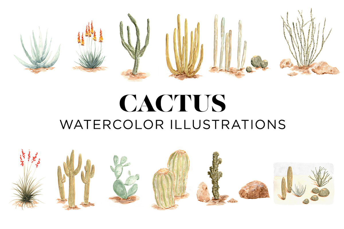 Desert Cactus Watercolors, an Illustration by Carol Cooper Studios