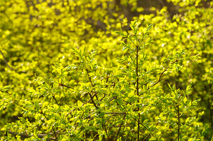 Full frame image of dense lime green shrub with young leaves in late spring or