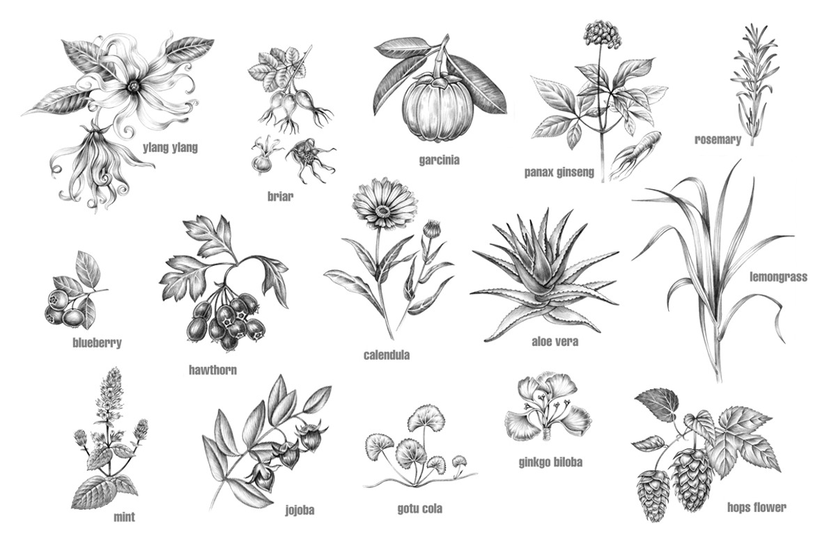 Set of medical plants., an Object Graphic by MarinaVorontsova (Photo 2 of 4)