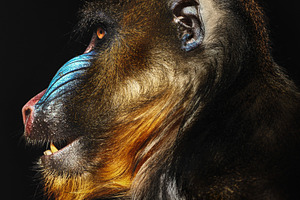 Expressive profile of a mandrill wit, an Animal Photo by Perpis