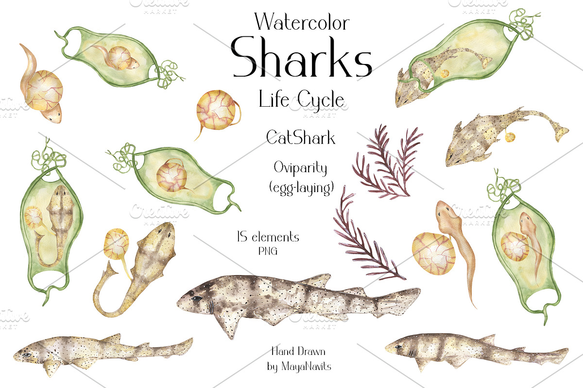Watercolor Sharks Life Cycle Set, an Education Illustration by MayaNavits (Photo 5 of 9)