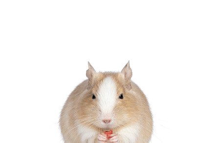 Degu on white background, an Animal Photo by Cat'chy Images by Nynke