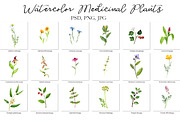 Watercolor Medicinal Plants, a Healthcare Illustration by cat_arch_angel (Thumbnail 2 of 7)