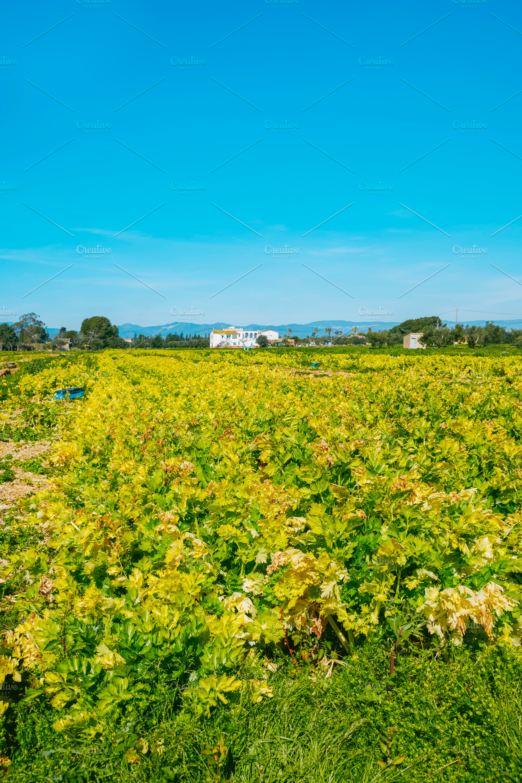 an extensive celery crop in the countryside, a Photo by Nito