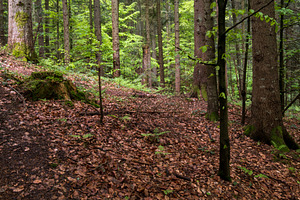 Spring mountain forest path view (Carpathians, Ukraine.)